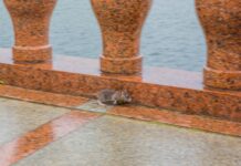 Крысам в супермаркетах положен надежный барьер: магазины Владивостока приступили к дератизации da62aef9-50e7-4365-867c-9e13c3d8cf2b-67fcf5c4