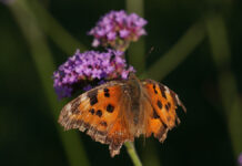 Удивительное разнообразие бабочек украшает московские парки Бабочка крапивницаГМЗ Коломенско