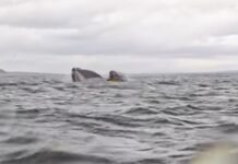 Невероятное спасение юноши, побывавшего в пасти кита neveroyatnoe spasenie yunoshi pobyvavshego v pasti kita-politgolos-ru-174038552400-0