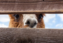 Пушистый сюрприз — голосуем за лучшее имя для маленького альпака pushistyj syurpriz golosuem za luchshee imya dlya malenkogo alpaka-politgolos-ru-174058928400-0