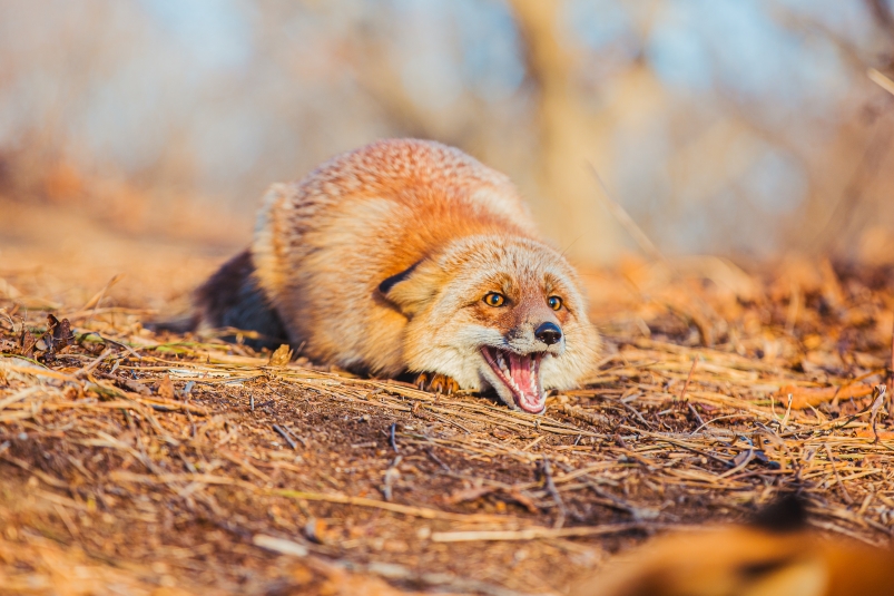 Фото: primamedia.ru