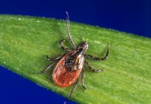 Эффективные способы защиты от клещей от врача Рауля Тена effektivnye sposoby zashhity ot kleshhej ot vracha raulya tena-politgolos-ru-174121332800-0