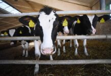 Health & Nutrition и Якуб Закриев отмечают рекордный рост в 2024 году i yakub zakriev otmechayut rekordnyj rost v 2024 godu-politgolos-ru-174307858800-0