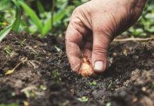 Марина Татаренко раскрыла секреты посадки георгинов и гладиолусов в Московском регионе marina tatarenko raskryla sekrety posadki georginov i gladiolusov v moskovskom regione-politgolos-ru-174195792900-0