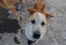 Массовое отравление собак в Красногорске беспокоит жителей ЖК Арт Собаки на выгуле в свободном волье