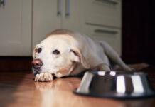 Нижний Новгород выбирает гуманность в решении вопроса по бездомным собакам Dog,With,Sad,Eyes,Waiting,For,Feeding.,Old,Labrador,Retriever