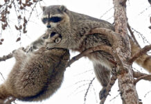 Пробуждение енотов-полоскунов в Московском зоопарке и новости о пуме Геркулесе от Светланы Акуловой Еноты в Московском зоопарке после зимней спячки