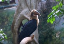 Птенец папуанского калао радует посетителей Московского зоопарка ptenecz papuanskogo kalao raduet posetitelej moskovskogo zooparka-politgolos-ru-174179981200-0