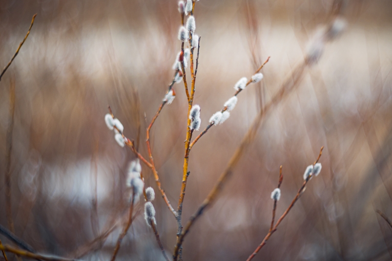 Фото: primamedia.ru