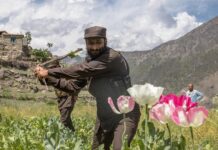 Стоимость опиума в Афганистане достигла рекордных значений stoimost opiuma v afganistane dostigla rekordnyh znachenij-politgolos-ru-174185874500-0