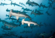 Тайны жизни акул-молотов на Багамах и открытия Saving the Blue у острова Андрос tajny zhizni akulmolotov na bagamah i otkrytiya u ostrova andros-politgolos-ru-174254924600-0