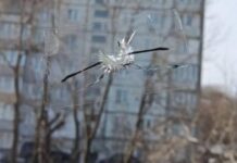 УМВД Приморья контролирует обстановку на улицах Котельникова и Карла Либкнехта во Владивостоке umvd primorya kontroliruet obstanovku na uliczah kotelnikova i karla libknehta vo vladivostoke-politgolos-ru-174338045200-0