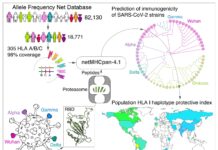 unikalnye peptidy omikrona otkryvayut novye gorizonty v borbe s 19-politgolos-ru-174185667200-0