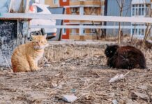 Весеннее похолодание в Приморье уступит место теплу на следующей неделе vesennee poholodanie v primore ustupit mesto teplu na sleduyushhej nedele-politgolos-ru-174204180700-0