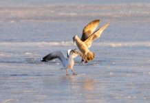 vesennee teplo v primore smenitsya svezhestyu-politgolos-ru-174098995600-0