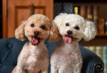 Владимир Голубев раскрыл топ-5 пород собак для новичков от Российской кинологической федерации Toy,Poodles,On,A,Retro,Background