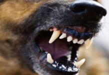 vladivostok vyyavil vladelcza sobaki bojczovskoj porody v konflikte s prohozhim-politgolos-ru-174294478400-0