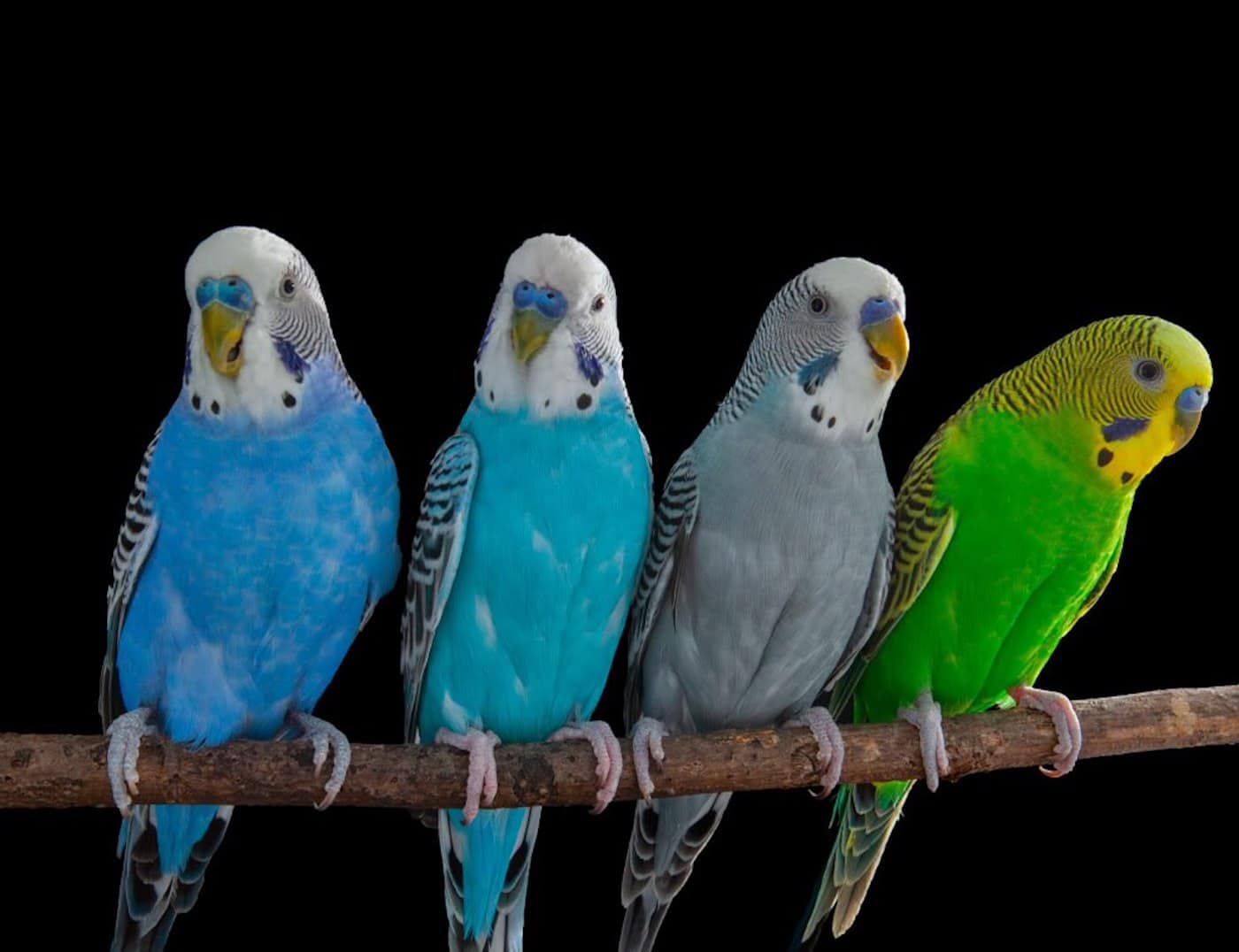 Волнистые попугайчики раскрыли удивительную связь мозга птиц и человеческой речи-0