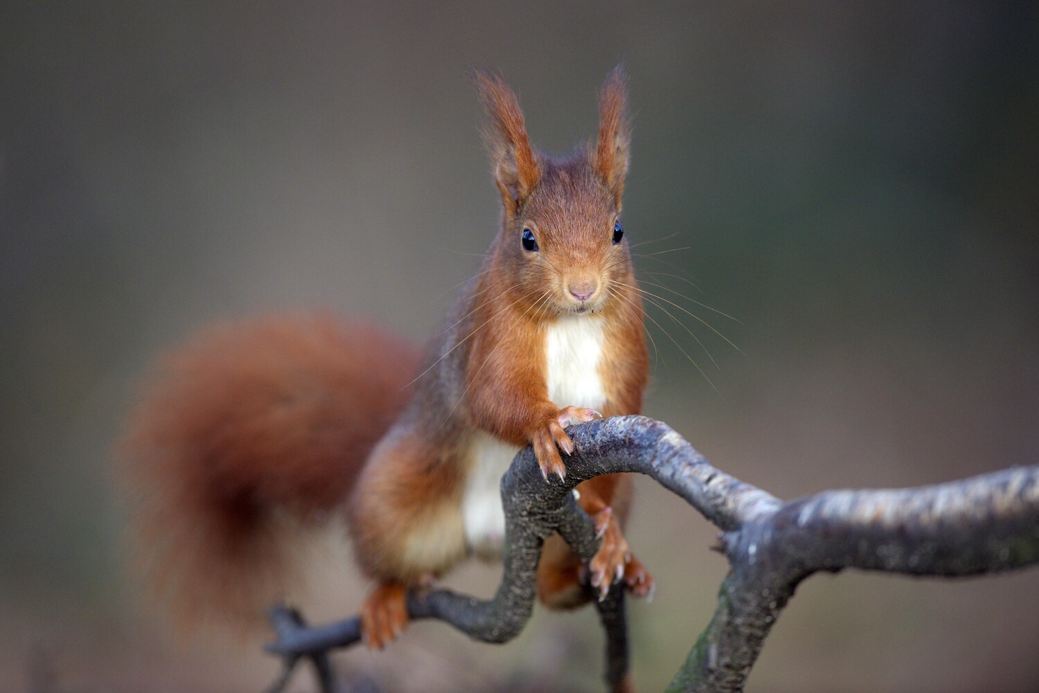 Яркая шерсть — секрет выживания городских белок-0