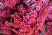 Яркий букет к 8 марта — символ весеннего настроения yarkij buket k 8 marta simvol vesennego nastroeniya-politgolos-ru-174109654300-0