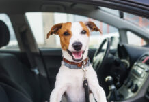 anastasiya bilyalova delitsya sovetami po bezopasnoj perevozke pitomczev-politgolos-ru-174551980600-0