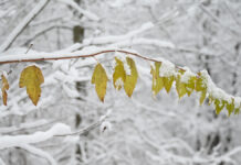 Апрельский снегопад защитит растения советы Никиты Чаплина и Союза дачников Подмосковья МОСКВА
СНЕГОПАД