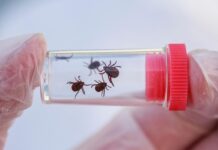 Грант Шехян и Рауль Тен — как защититься от клещей и их уколов grant shehyan i raul ten kak zashhititsya ot kleshhej i ih ukolov-politgolos-ru-174520376100-0