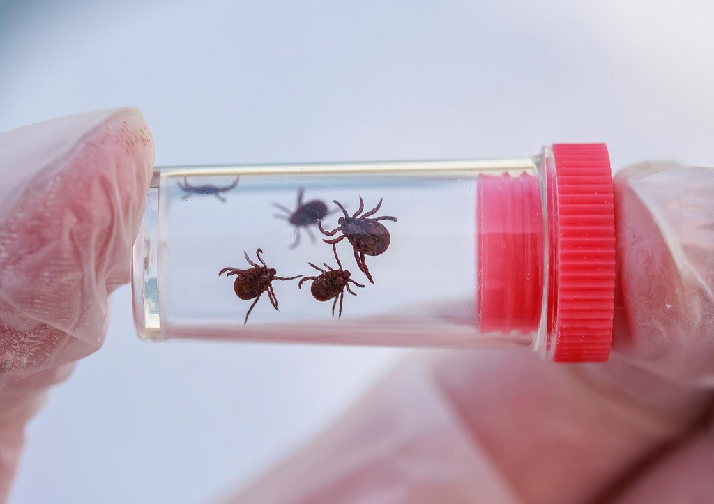 Врач рассказал, в какие места энцефалитный клещ чаще всего кусает людей