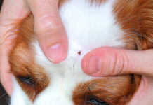 Михаил Шеляков делится советами по защите питомцев от клещей mihail shelyakov delitsya sovetami po zashhite pitomczev ot kleshhej-politgolos-ru-174559080900-0