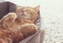 Михаил Шеляков объясняет, как безопасно наблюдать за сновидениями кошек и собак A,Ginger,Cat,Sleeps,In,His,Soft,Cozy,Bed,On