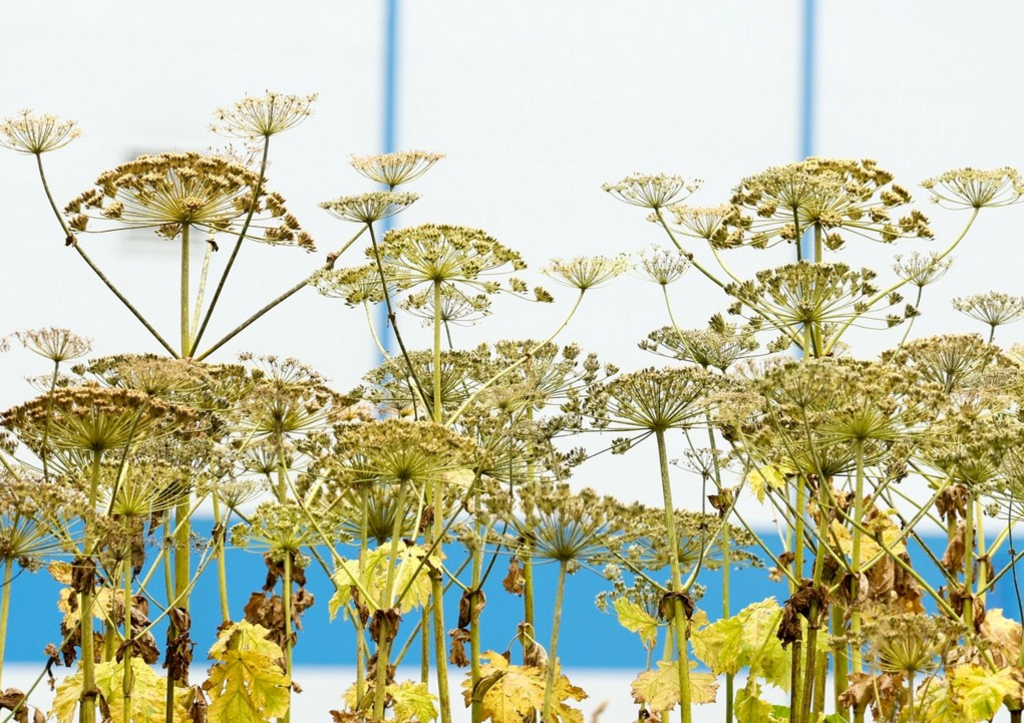 Дачникам дали ценные советы по борьбе с борщевиком