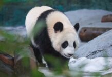 Панда Катюша и Диндин радуют гостей Московского зоопарка новыми играми panda katyusha i dindin raduyut gostej moskovskogo zooparka novymi igrami-politgolos-ru-174384037800-0