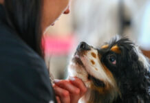 Международный конкурс грумеров «Groom CUP – 2025» в Москве