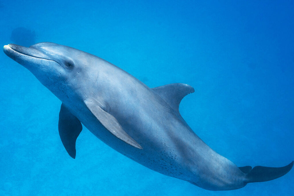 Подводная фотография дельфина