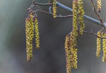 Прогноз пыльцы в Москве и Подмосковье 5 апреля по данным SILAM ольха и лещина prognoz pylczy v moskve i podmoskove 5 aprelya po dannym olha i leshhina-politgolos-ru-174381180400-0