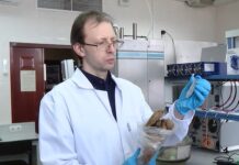 Прорыв ИХ ДВО РАН и ПНИПУ - водоросли для экобатарей и биотоплива proryv ih dvo ran i pnipu vodorosli dlya ekobatarej i biotopliva-politgolos-ru-174472464800-0