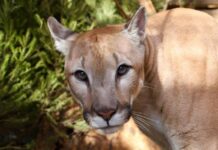 Пума Геркулес в Московском зоопарке радует успехами в играх и питании puma gerkules v moskovskom zooparke raduet uspehami v igrah i pitanii-politgolos-ru-174367579500-0