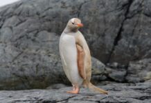 Редкий белый пингвин Перл обрел надежду благодаря WWO в Порт-Эллиот Австралия redkij belyj pingvin perl obrel nadezhdu blagodarya v portelliot avstraliya-politgolos-ru-174404817100-0