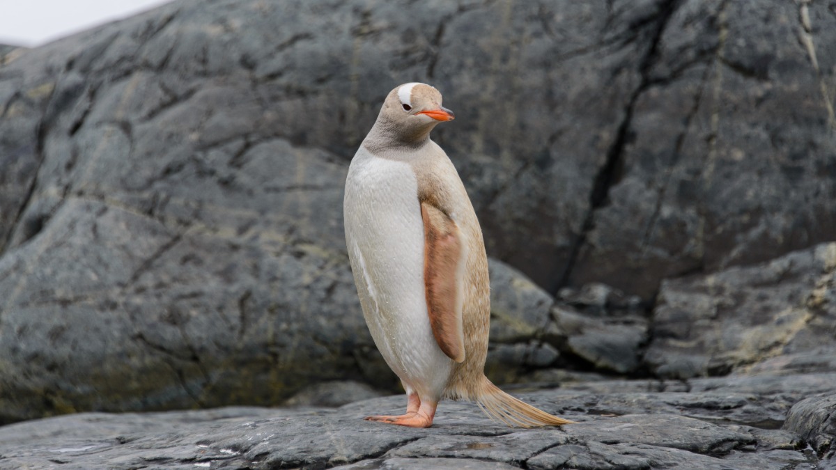 Спасатели нашли редкого белого пингвина истощенным на пляже
