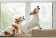 Two,Dogs,In,An,Window,,Howling,,Guarding,And,Barking,At