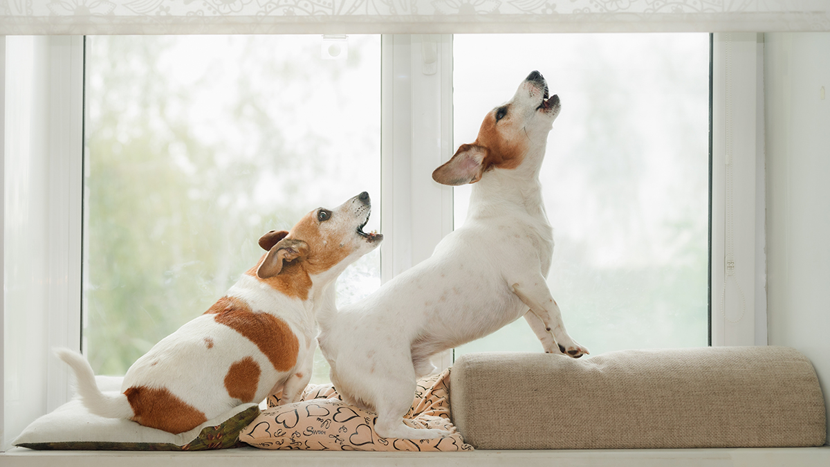 Четыре собаки несколько дней находятся взаперти без еды в доме в Ростове-на-Дону