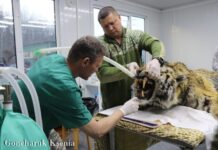 Спасенный тигр Ольгинского района Приморья проходит реабилитацию в Центре "Тигр" spasennyj tigr olginskogo rajona primorya prohodit reabilitacziyu v czentre tigr-politgolos-ru-174437994300-0