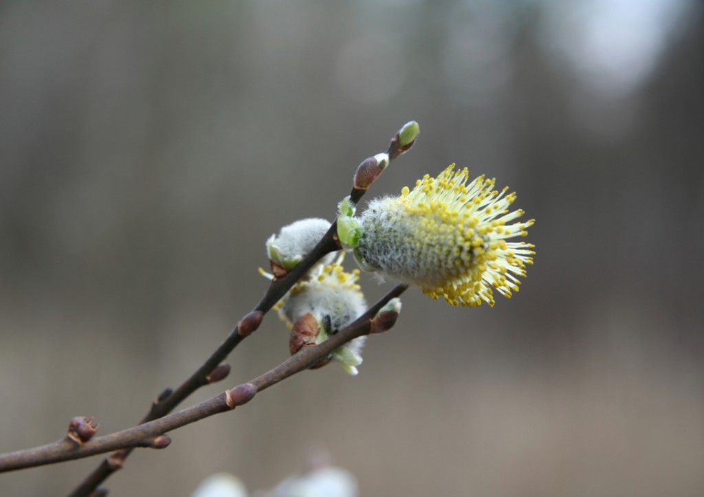 Никто не говорил вам этого о Вербном воскресенье! Три вековых поверья