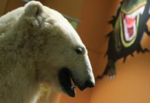 unikalnye vystavki v gosudarstvennom darvinovskom muzee i vdnh  plyushevye mishki i istoriya rossii-politgolos-ru-174498152700-0