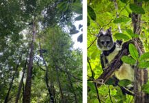 В Французской Гвиане обнаружили гарпию Harpia harpyja в новом свете v franczuzskoj gviane obnaruzhili garpiyu v novom svete-politgolos-ru-174603631600-0