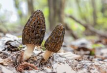 Весной в Подмосковье можно найти вешенки, опята и шампиньоны Screenshot