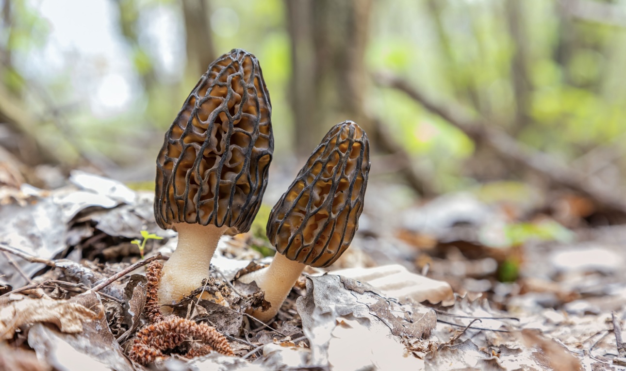 Какие грибы растут в Подмосковье