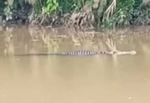 Жизнь в Индонезии Сарангади пример мужества и силы духа zhizn v indonezii sarangadi primer muzhestva i sily duha-politgolos-ru-174425083400-0