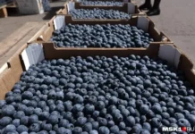 Цены на голубику в московских магазинах и география поставок czeny na golubiku v moskovskih magazinah i geografiya postavok-politgolos-ru-174702894900-0