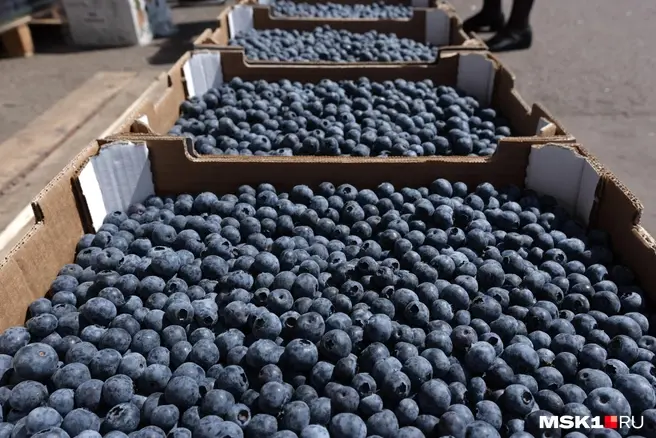Рассказываем, где в Москве купить голубику и сколько она стоит | Источник: София Земляных / MSK1.RU